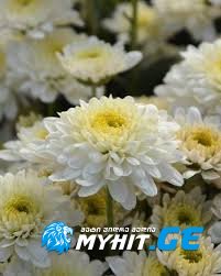 jgufi miraji - qrizantemebi