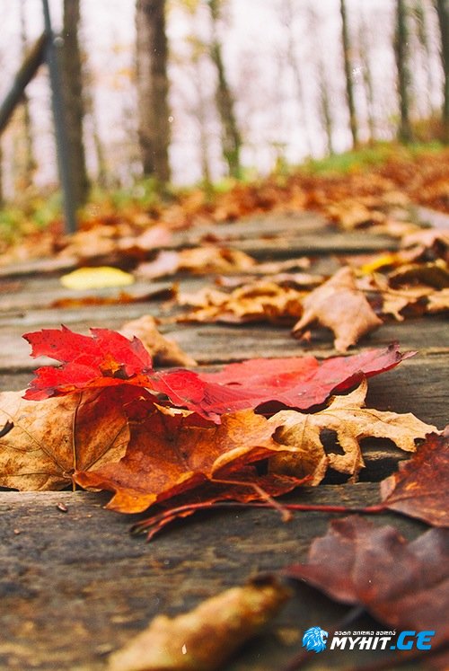 Pavle chitauri - cacxvis xmeli fotlebi